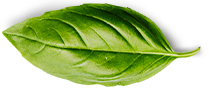 basil leaf